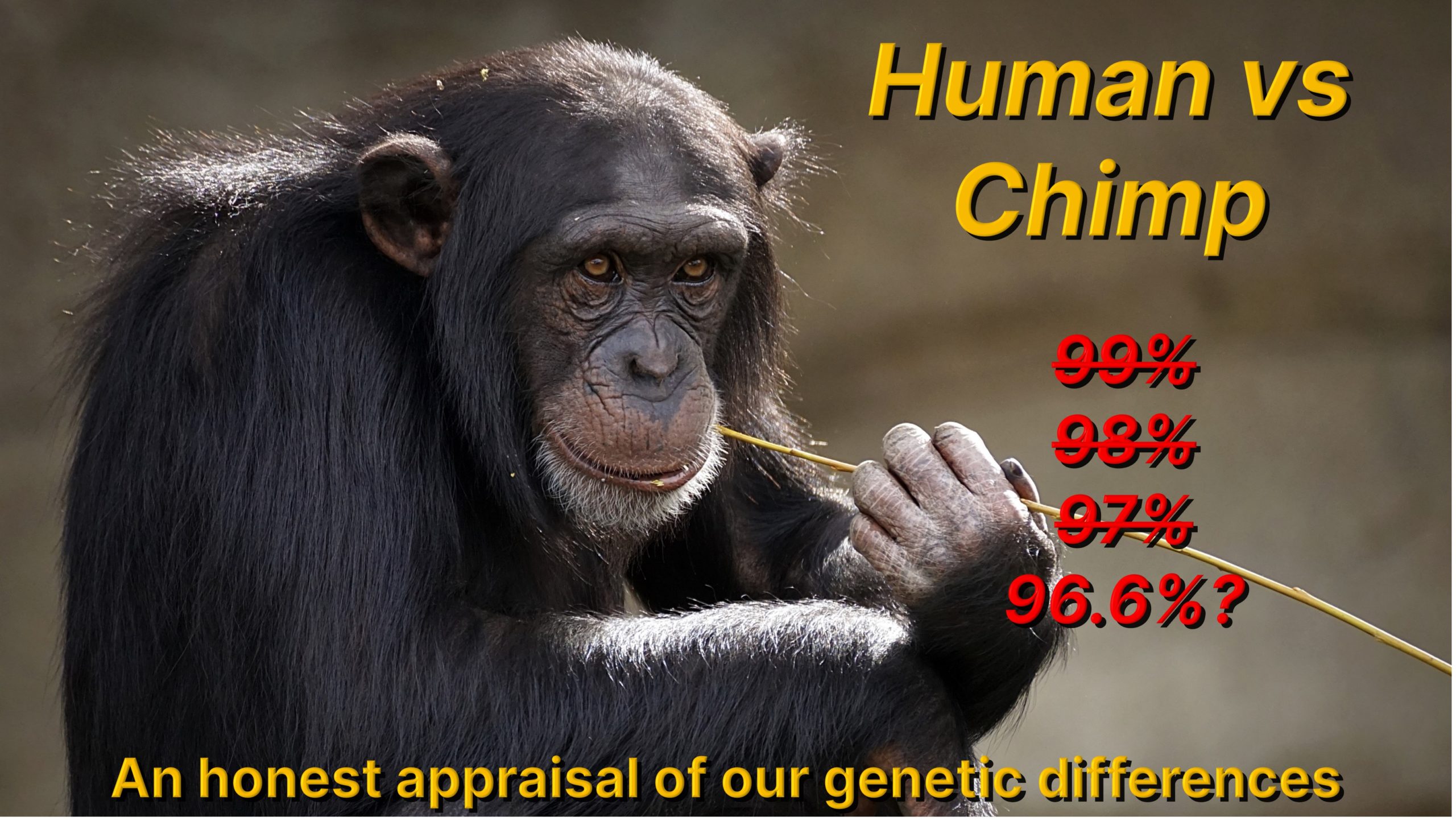 Human vs Chimp an honest evaluation of our differences