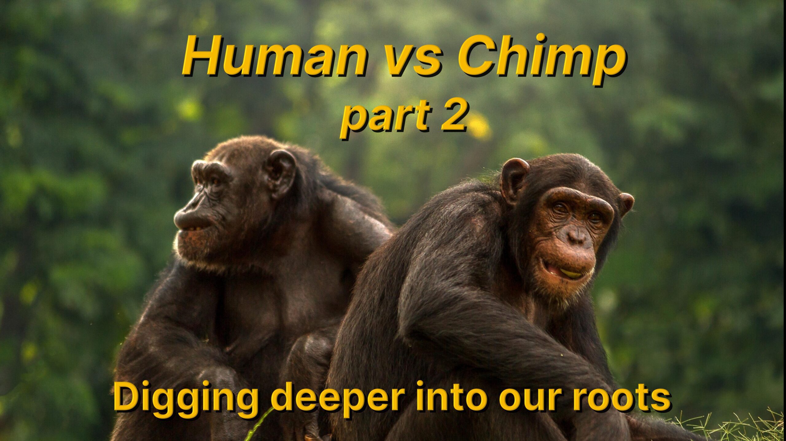 Human vs Chimp part 2 Biblical