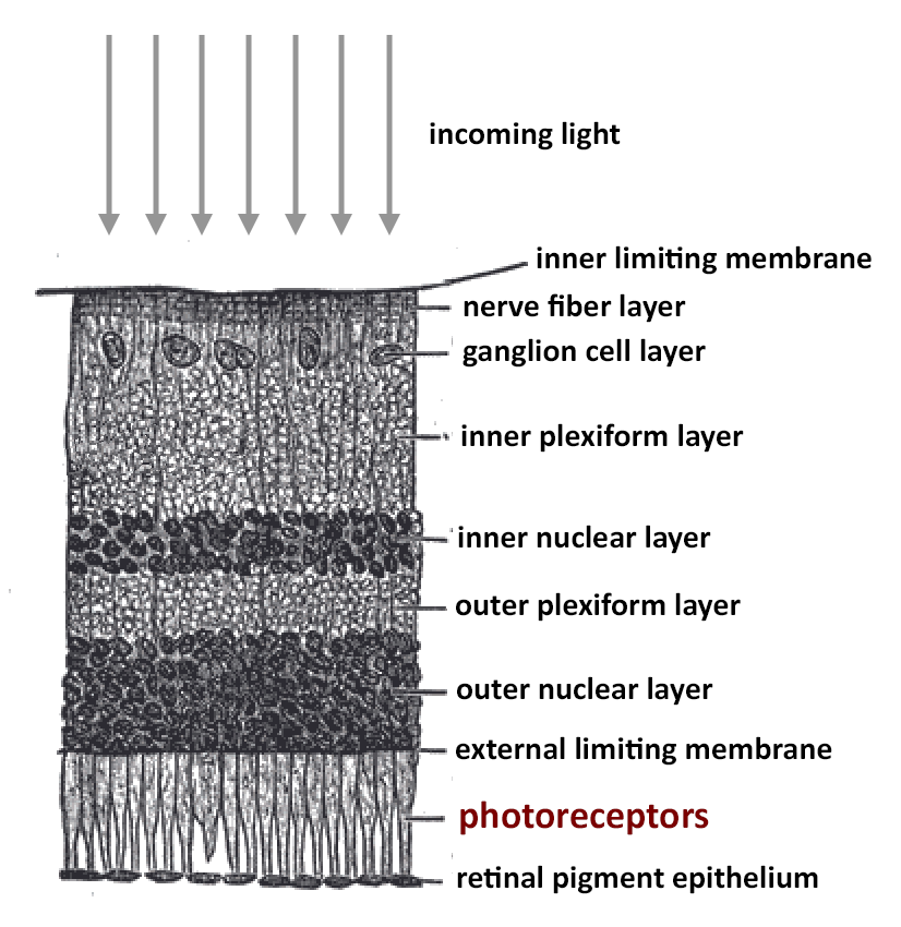 The World’s Most Amazing Camera Part 5 The Inverted Retina
