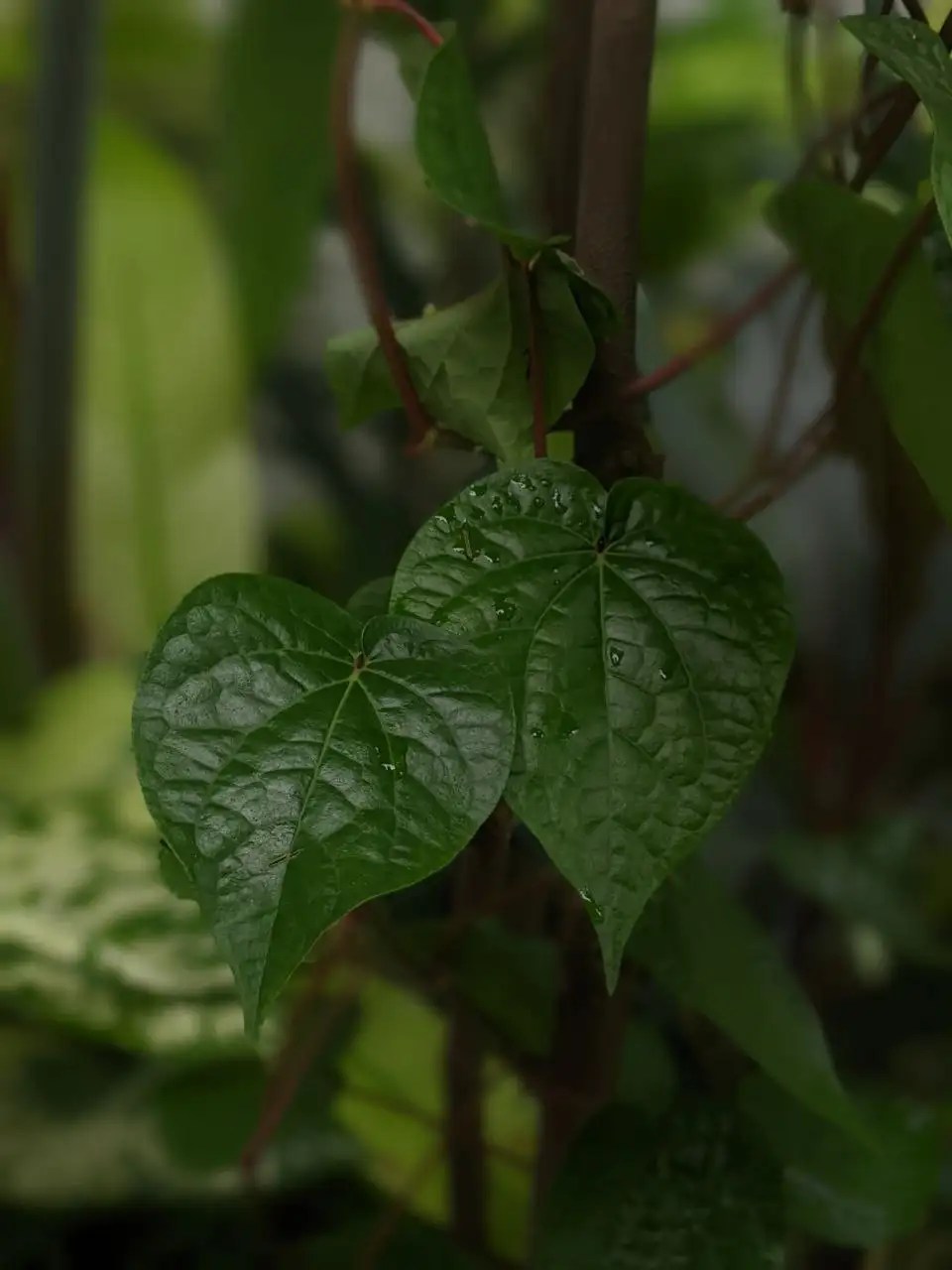 The Uses of Buyo and Bonga in Ancient Visayas Bibliotikal