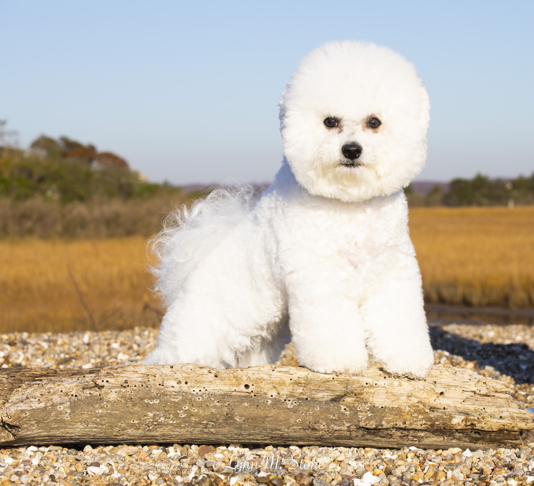 About Bichons Bichon Frise Club of America