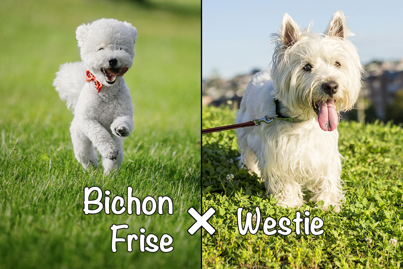 How Much Should My Westie Weigh