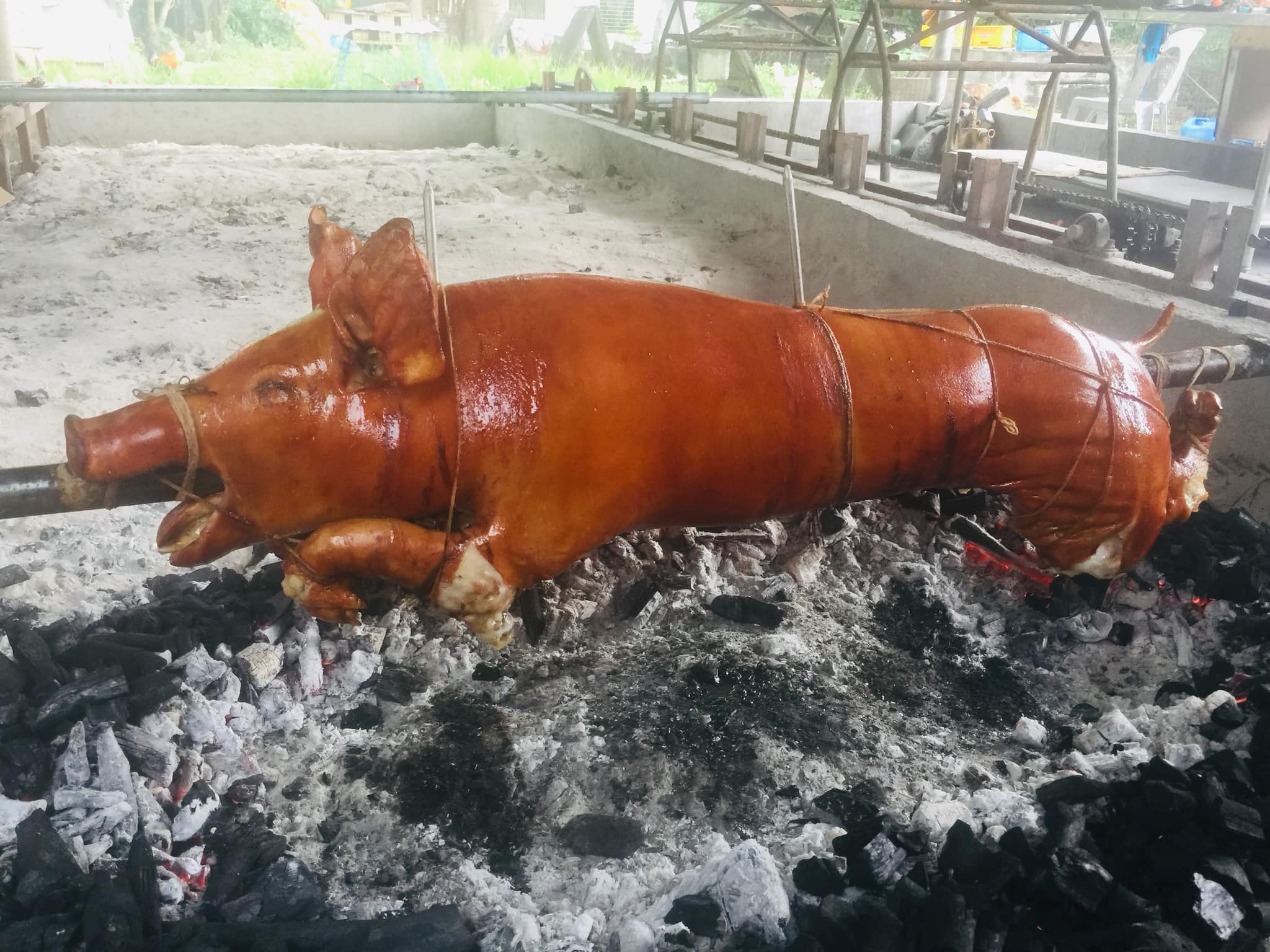 Classic Lechon ( 2125 kilos ) Casa Bicolnon Lechon