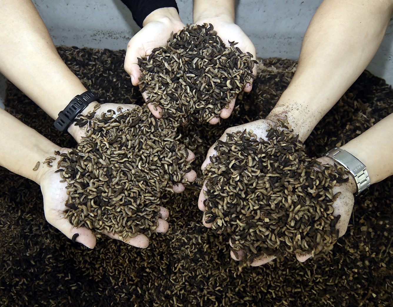 jenis jenis sisa domestik