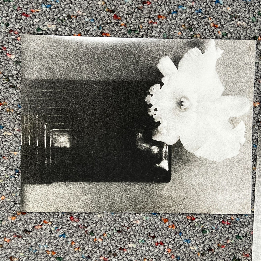 (7pc) UNFRAMED PHOTOGRAPHS