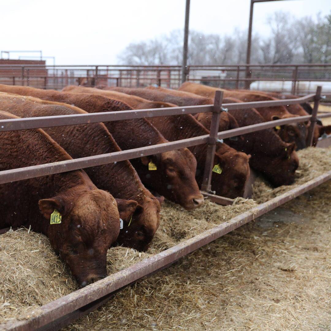 Bieber Red Angus Ranch