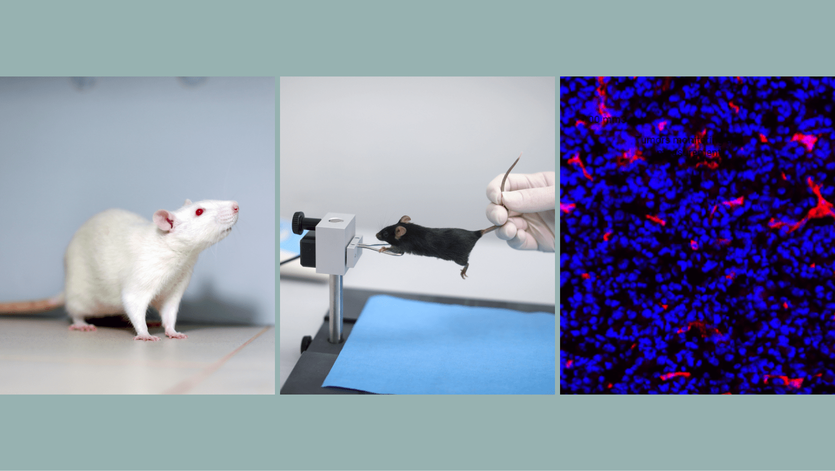 Pathology Models for Efficacy studies Bienta