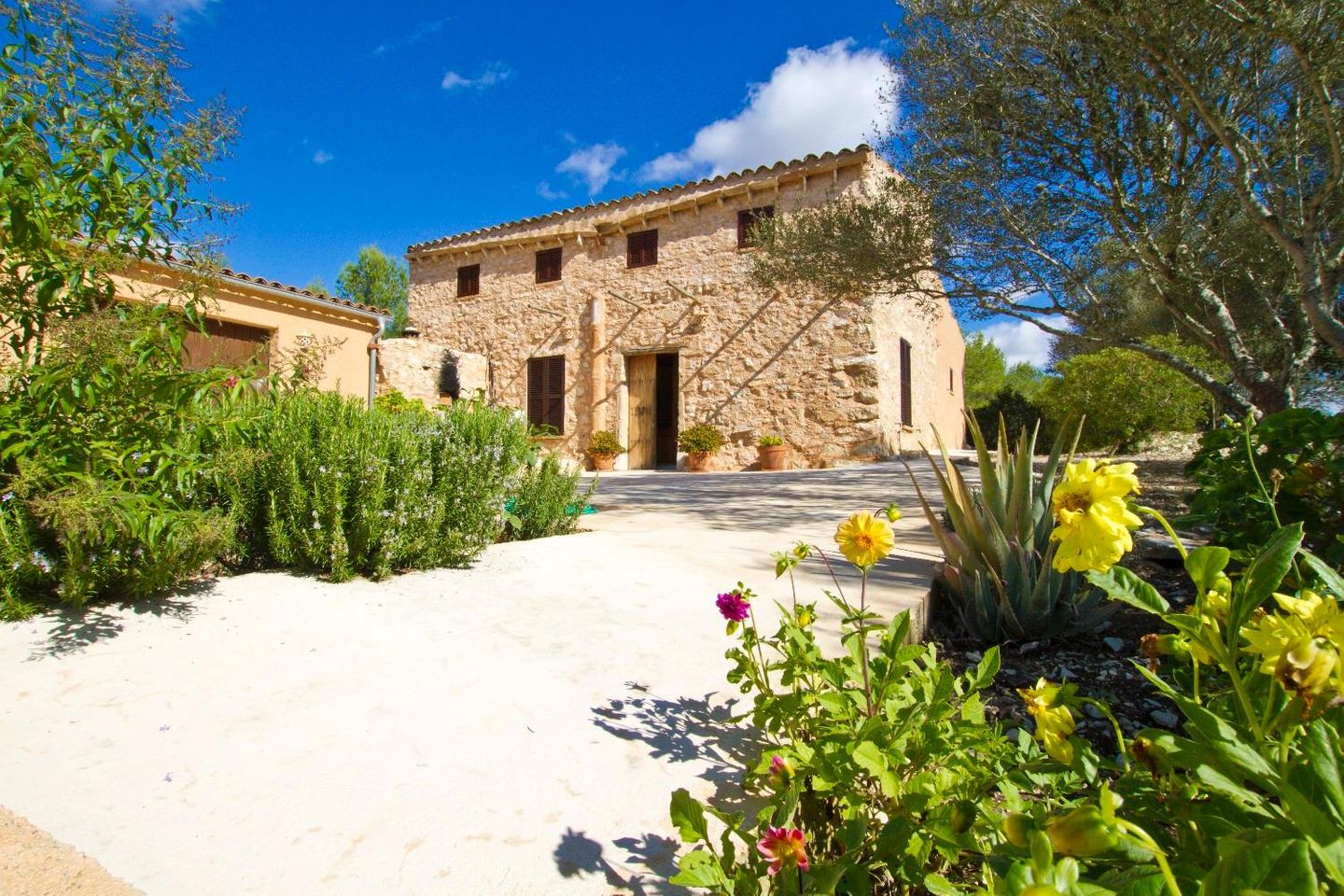 Finca Belvida in Petra (Mallorca Mitte) für 5 Personen mieten