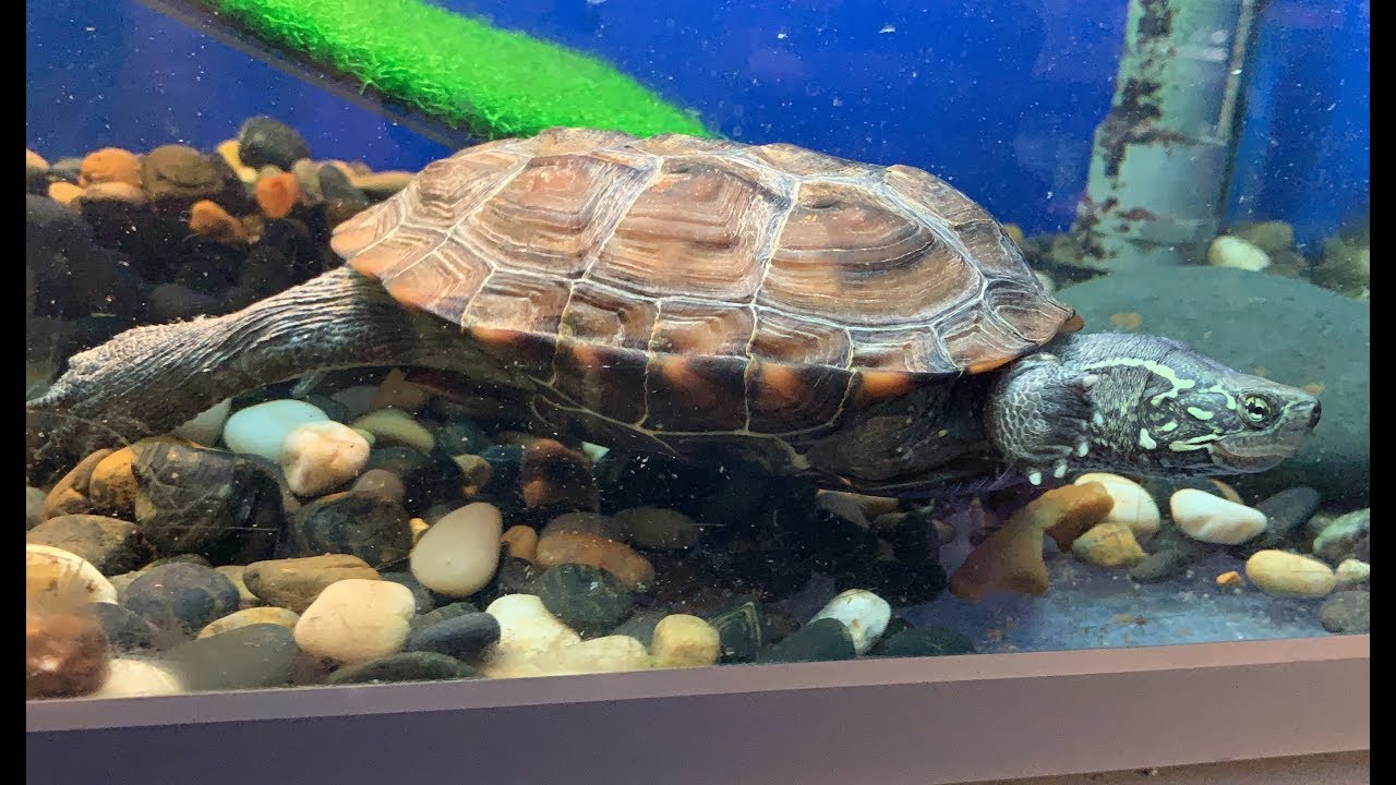 Livestock Reeves Turtle Big Al's Pet Supercentre — Hamilton