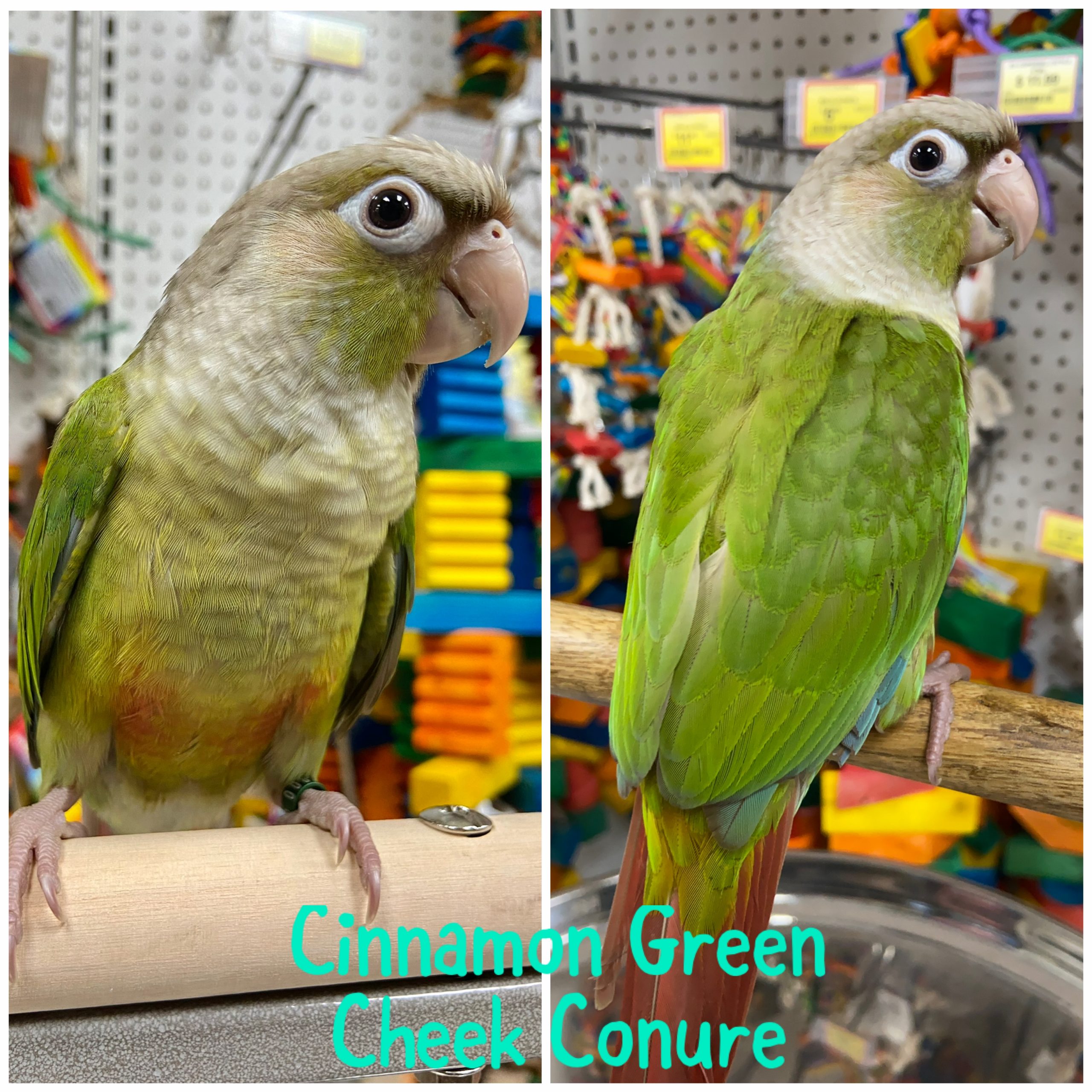 Livestock Hand Fed Cinnamon Green Cheek Conure Big Al's Pet