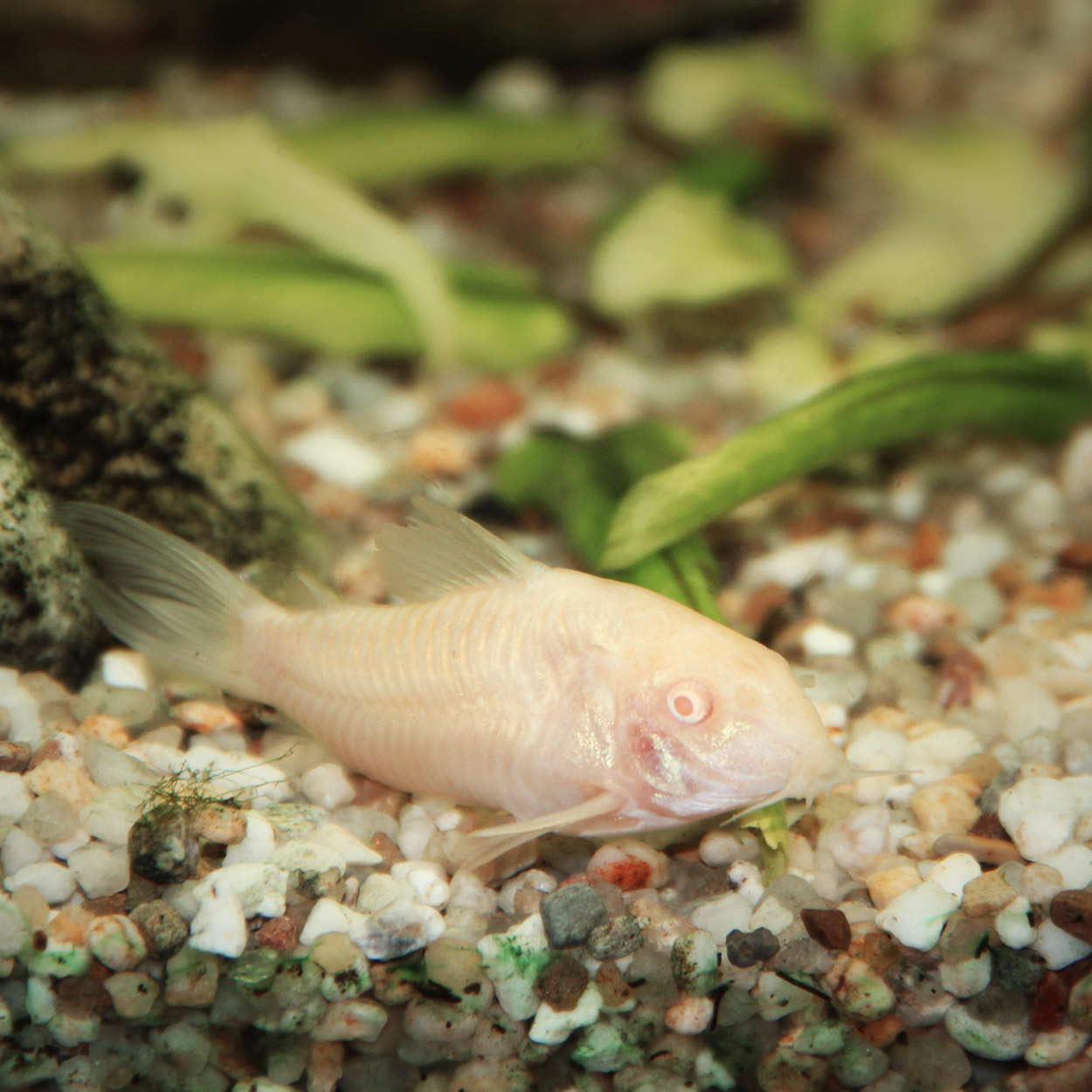 Catfish Albino Cory Catfish (QT2B) Big Al's Pet Supercentre — Hamilton