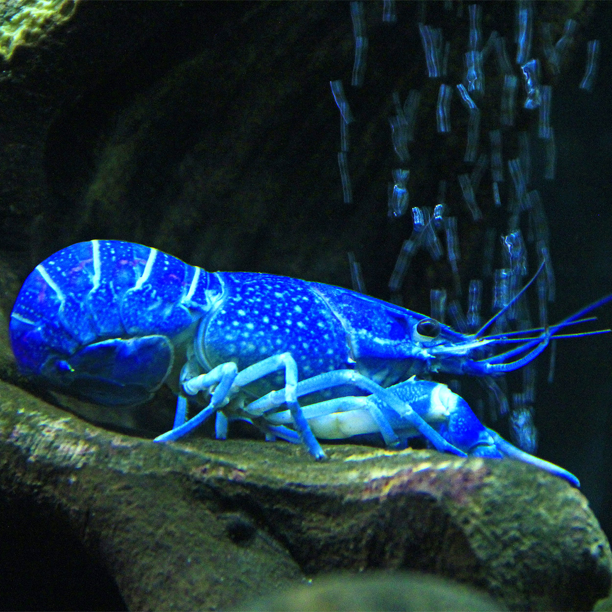 Crayfish Royal Blue Crayfish Medium (D4C) Big Al's Pet