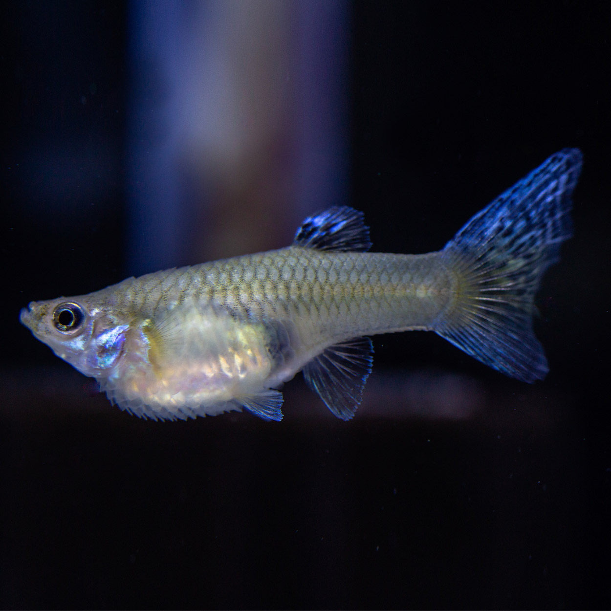 Guppy Assorted Show Guppy Female Large (B5C) Big Al's Pet