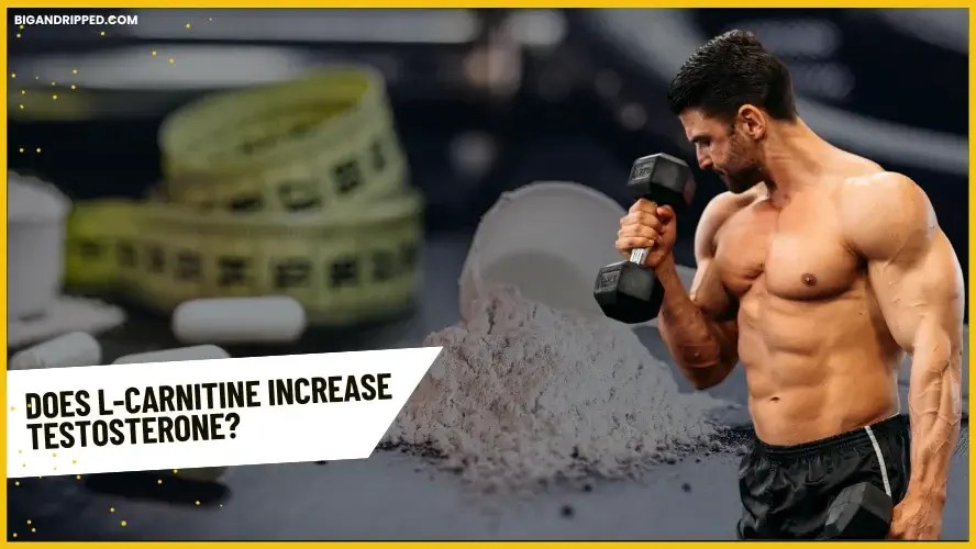 Does LCarnitine Increase Testosterone? EvidenceBacked