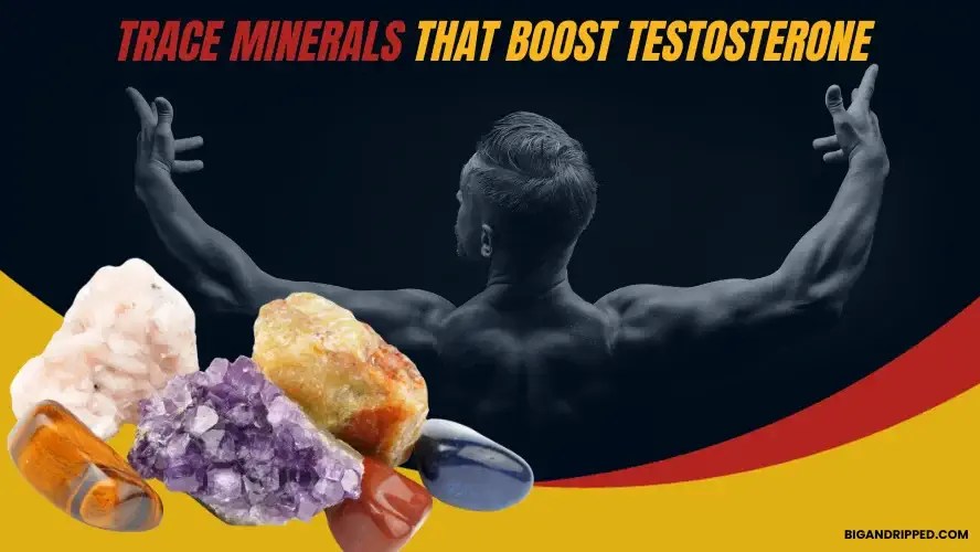Top 5 Trace Minerals That Increase Testosterone 2024 Update