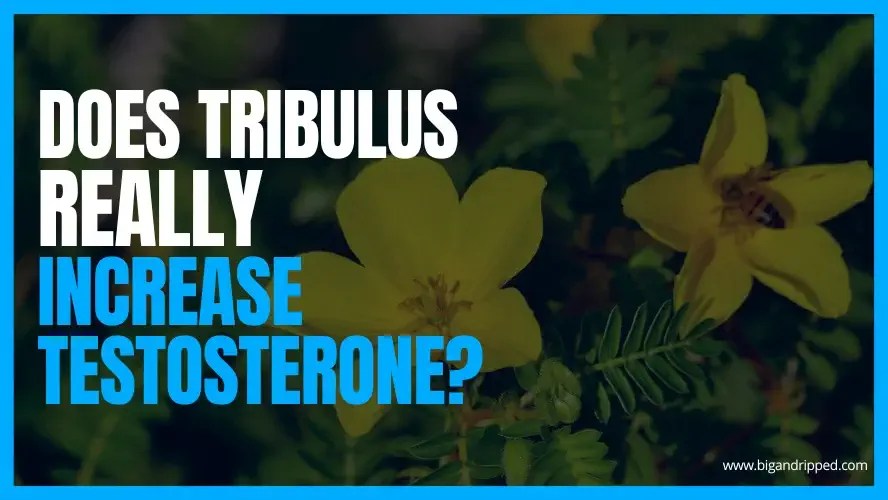 Does Tribulus Really Increase Testosterone? What Science Says