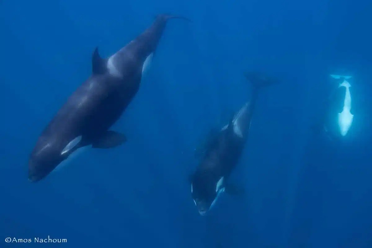 Mobula Rays & Orcas in Mexico Big Animals Expeditions