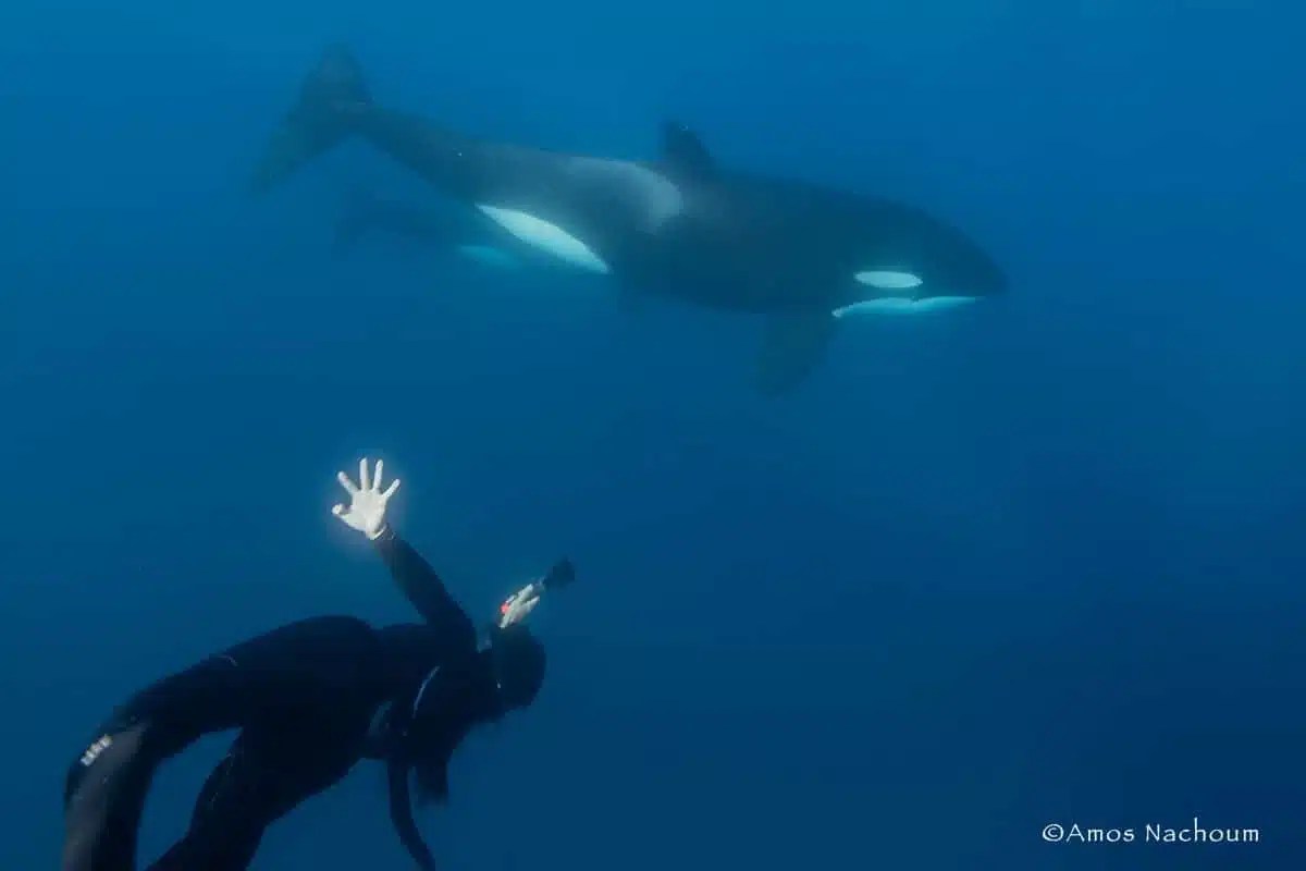 Mobula Rays & Orcas in Mexico Big Animals Expeditions