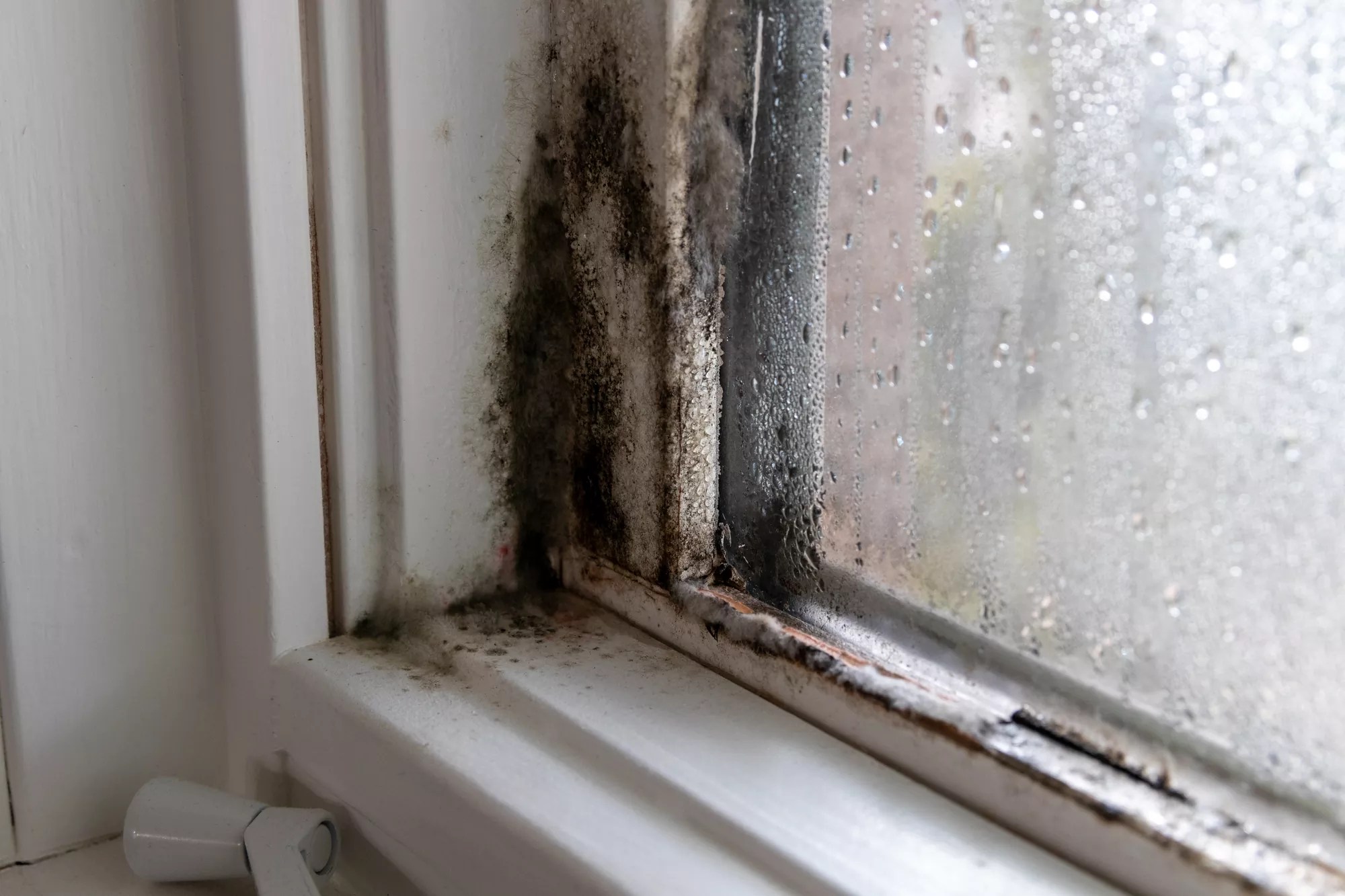 What to do if your windows get moldy?