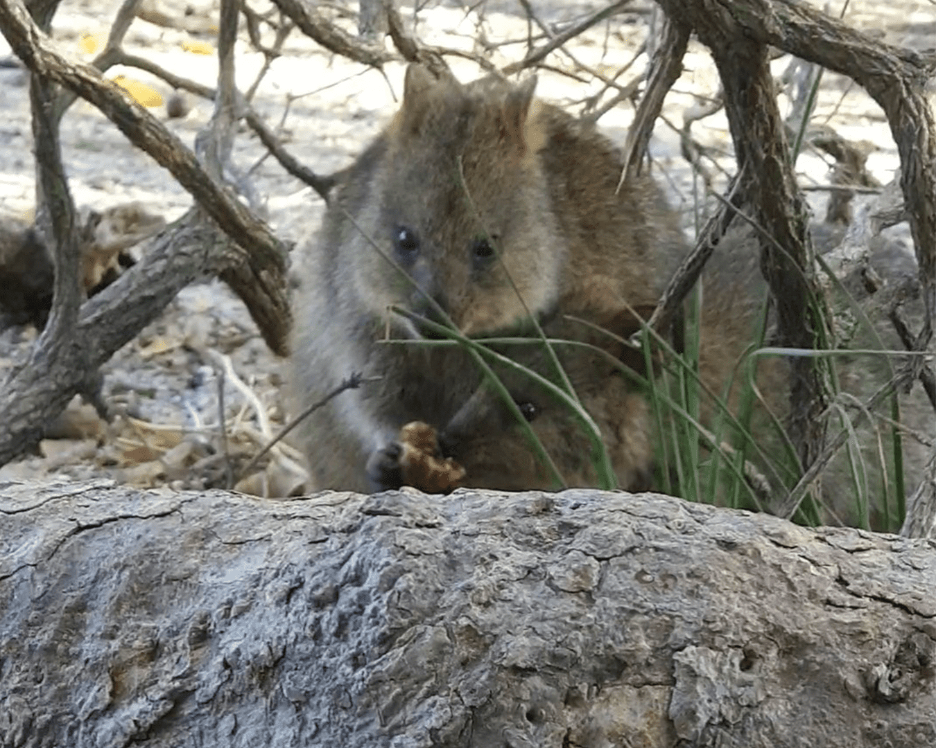 The Quokka Quirky facts vs. Instagramfiltered fiction? Big Bang