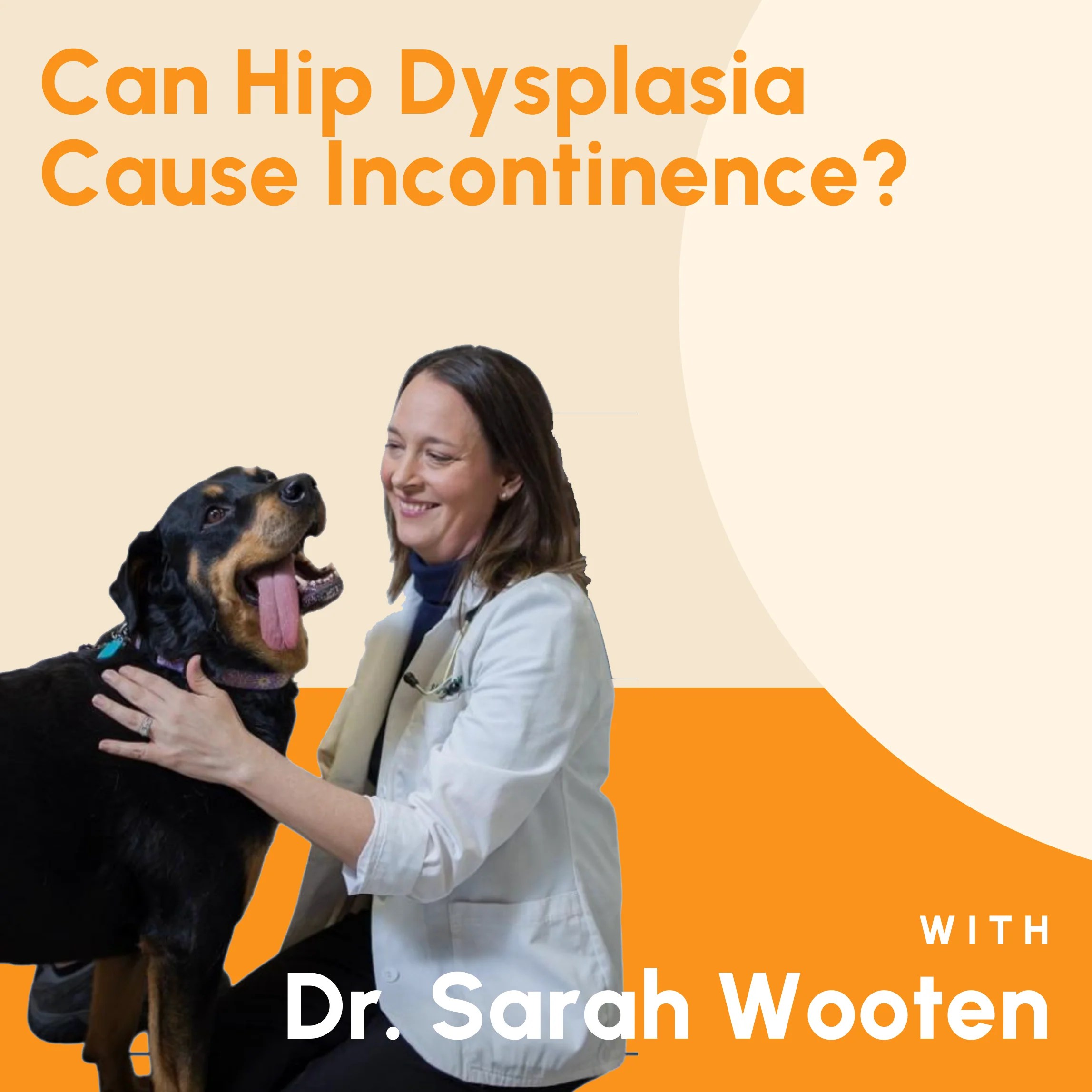 Can Hip Dysplasia Cause Incontinence? Big Barker