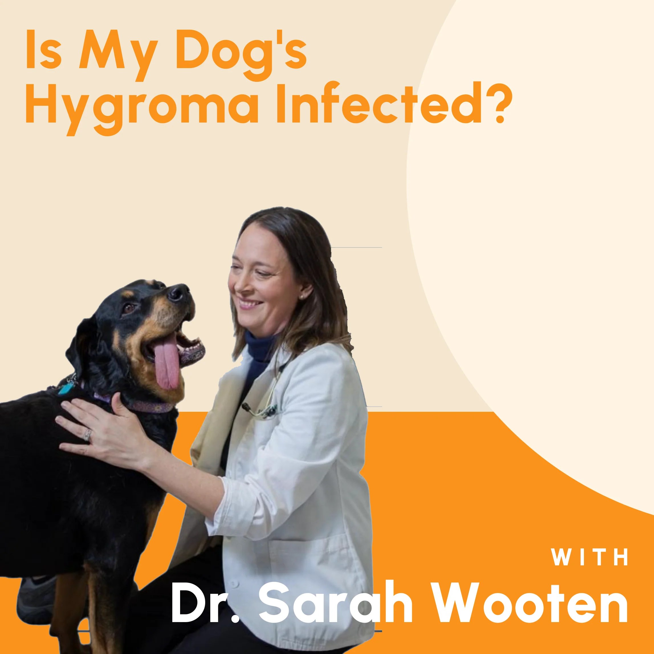 Is My Dog's Hygroma Infected? Big Barker