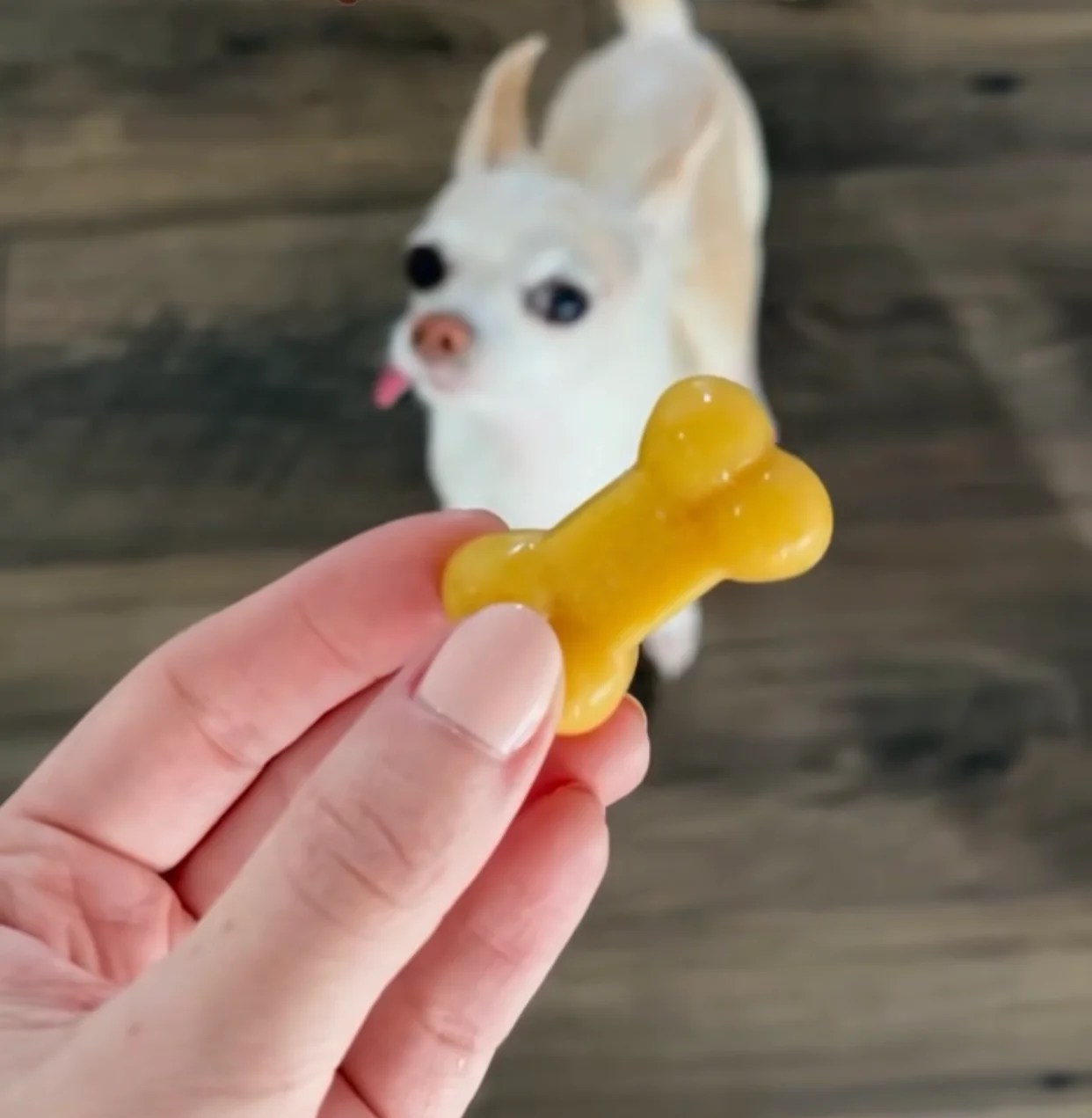 Turkey Pumpkin Dog Treats Big Barker