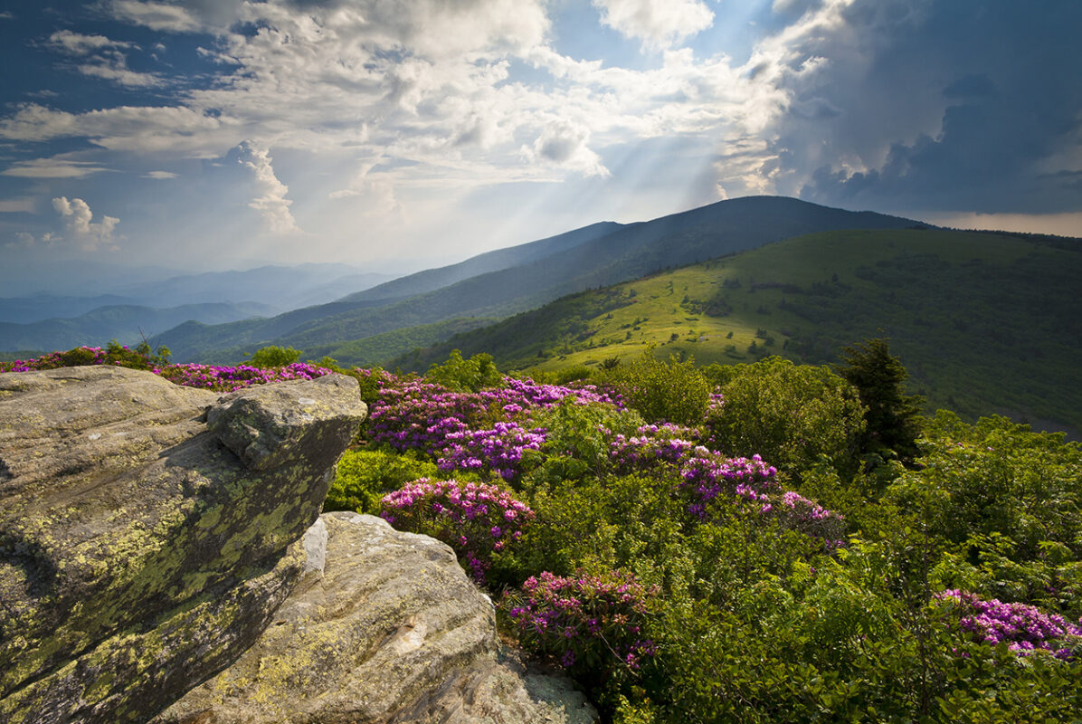 Appalachian Trail Roan Mountains Rhododendron Bloom on Blue Ridge Peaks