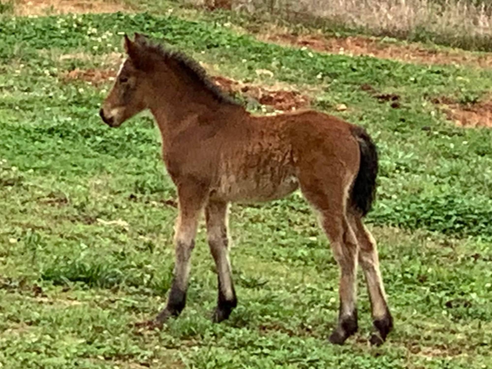 Leigh Ellen Ertle, Connemara, Crosses for Sale, Big Bear Farm