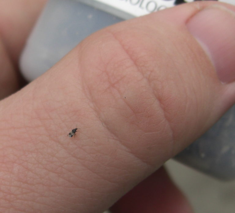 Paper Mites Images, Bite, Rash, Look like, Control BigBear Pest Control