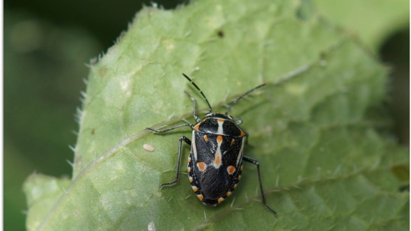 Bagrada bug Life cycle, Chemical & Organic control, Traps BigBear