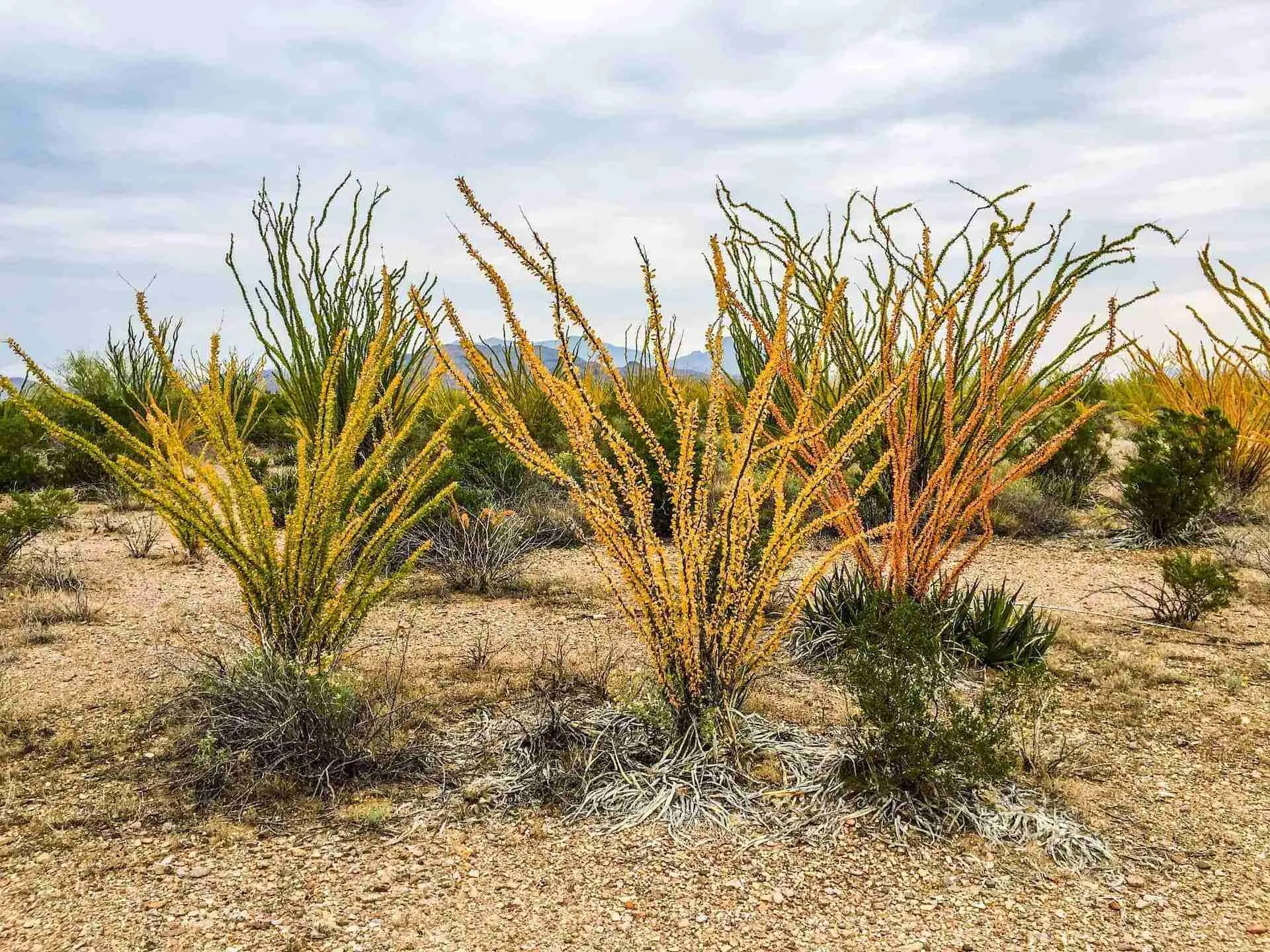 Big Bend Guide BigBend3Ocotillos