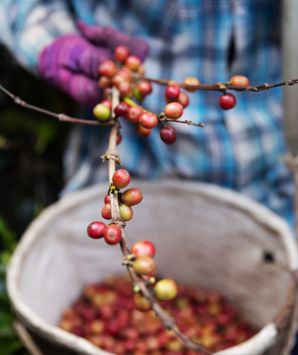 Sustainability Big Black Box