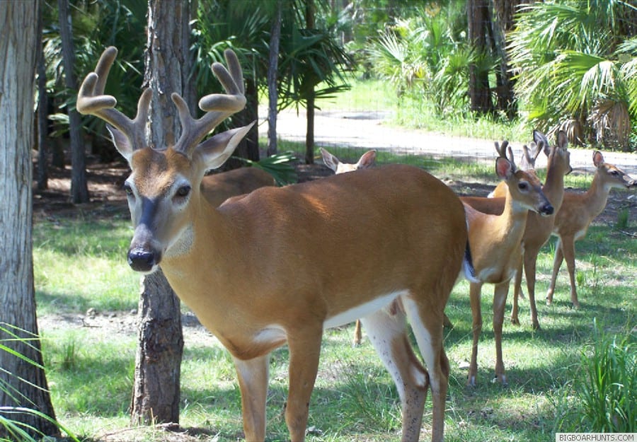 Deer Hunting in Florida, Florida Keys and Florida Swamps areas Big