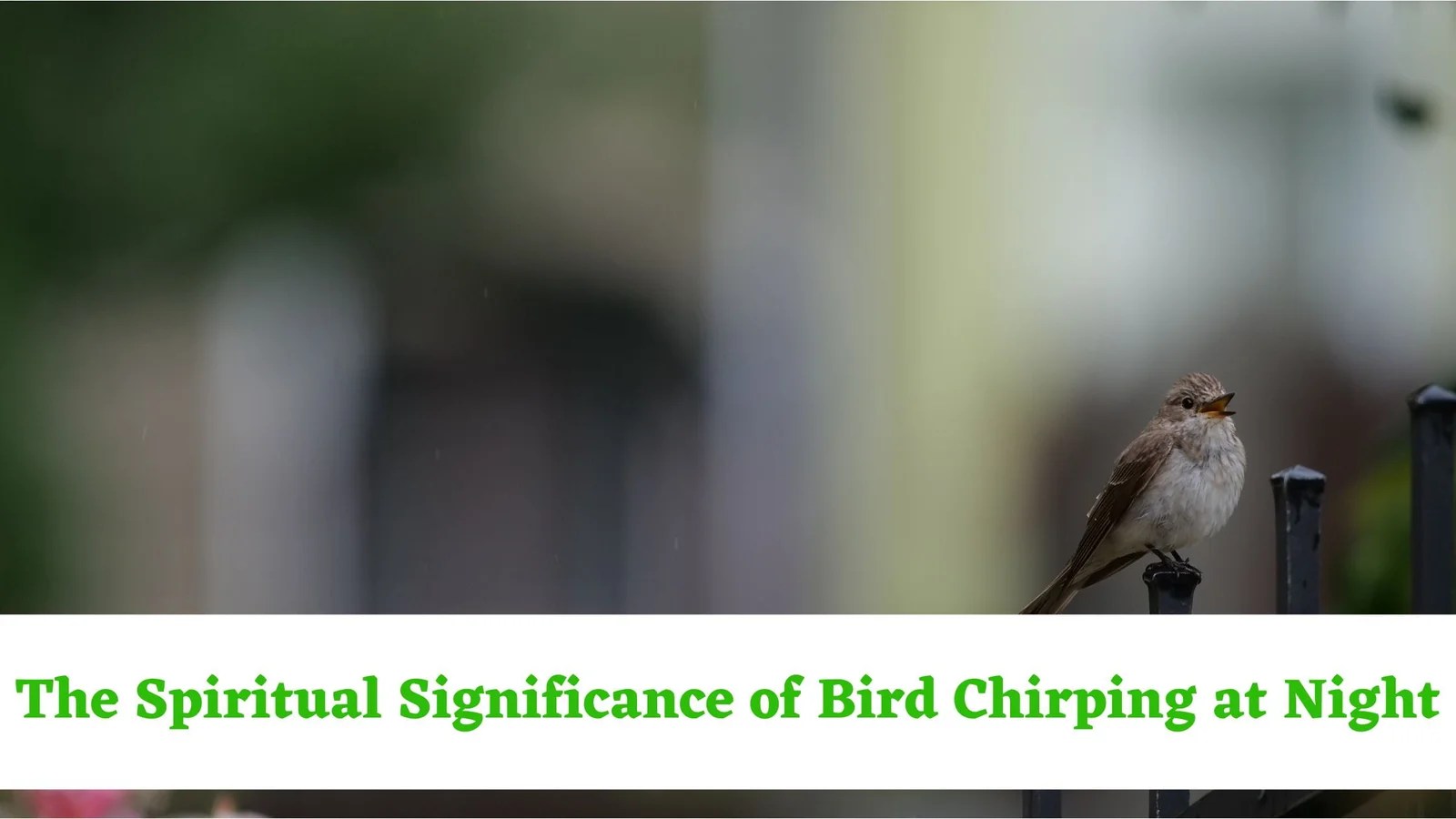 Bird Chirping At Night Spiritual Meaning The Spiritual Significance Of Bird Chirping At Night