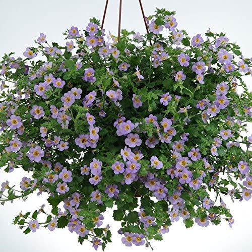 Bacopa Hanging Basket Big Brothers Big Sisters of Siouxland