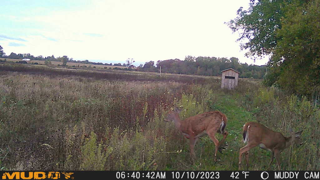 Sanilac County, MI Hunt Property Big Buck Leasing