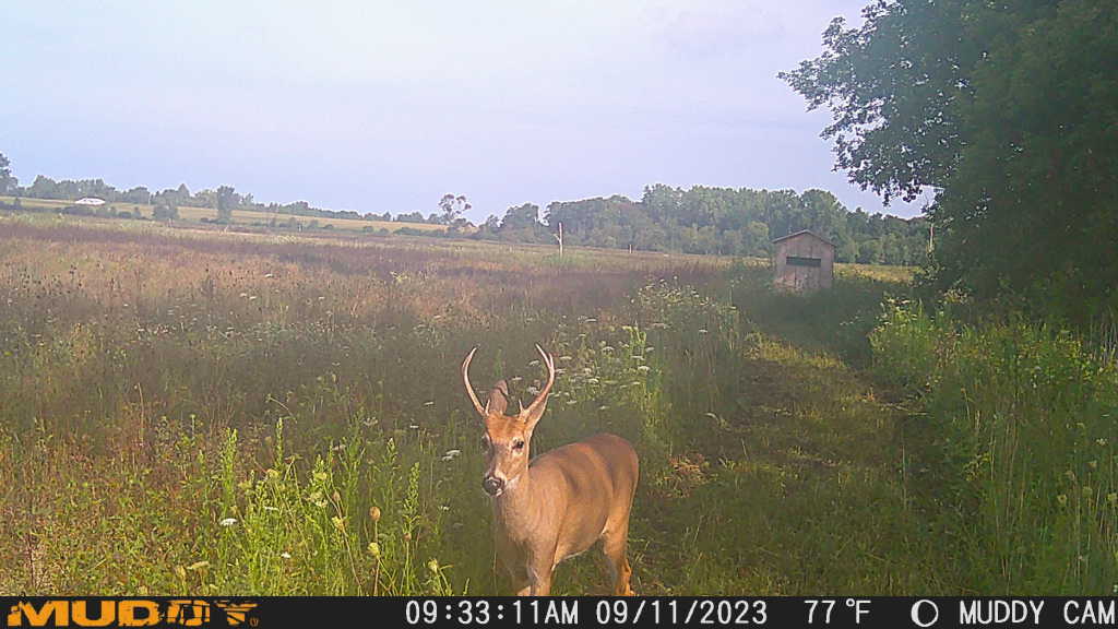 Sanilac County, MI Hunt Property Big Buck Leasing
