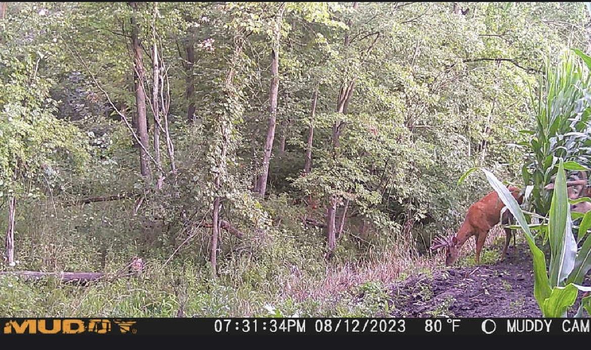 Tuscola County, MI Hunt Property Big Buck Leasing