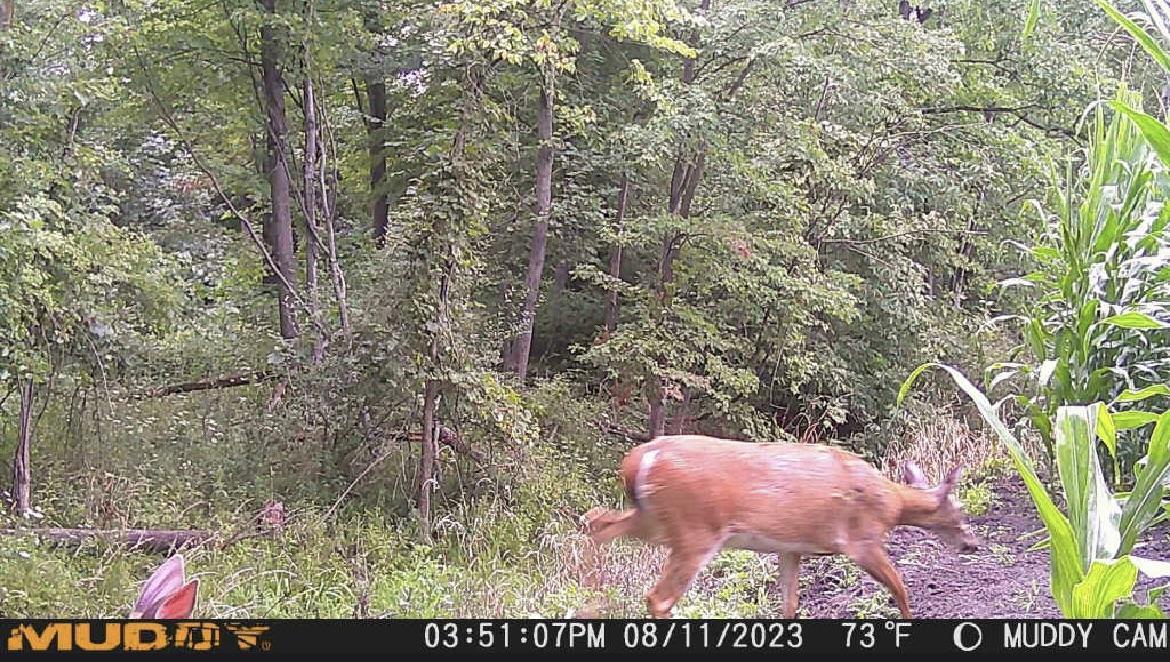 Tuscola County, MI Hunt Property Big Buck Leasing