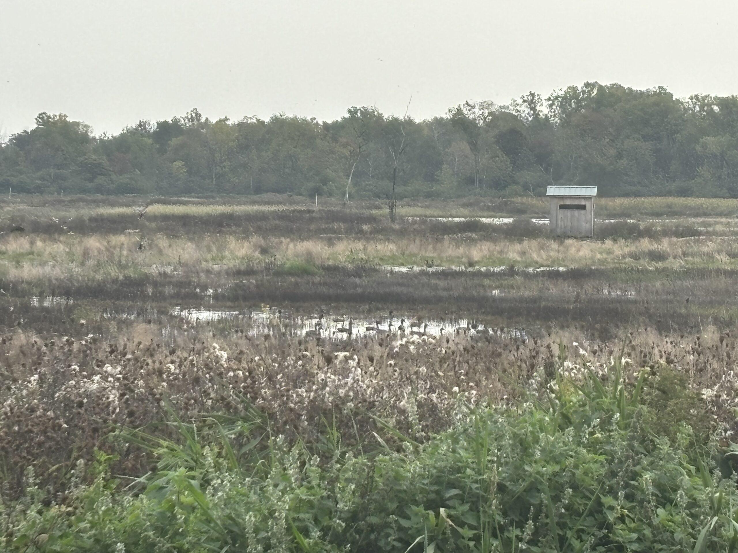 Waterfowl Hunt Sanilac County, MI Big Buck Leasing