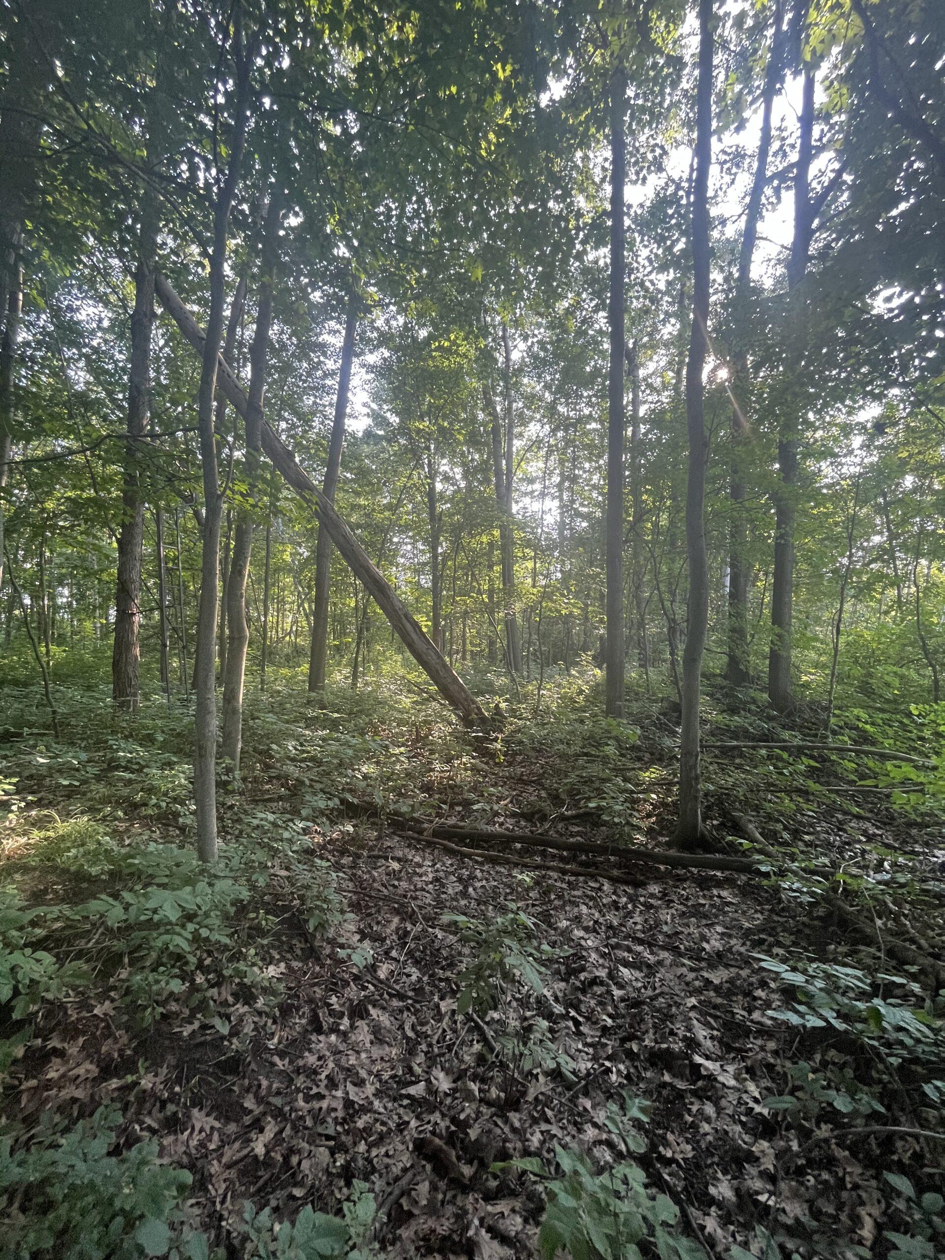 Tuscola County, MI Big Buck Leasing