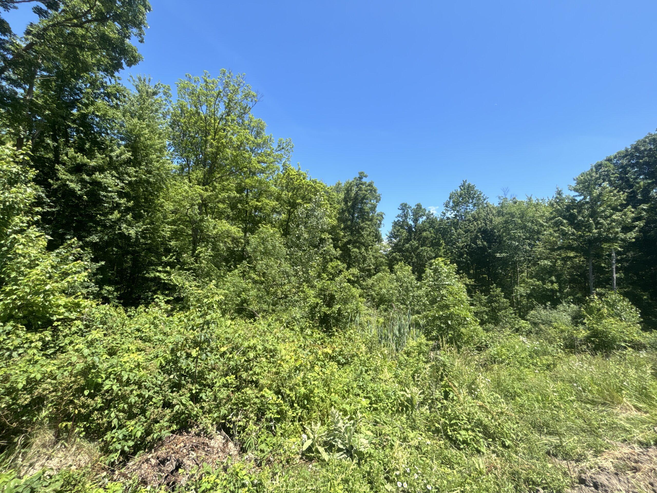 County, MI Big Buck Leasing