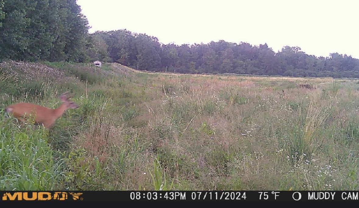 Sanilac County, MI Hunt Property Big Buck Leasing