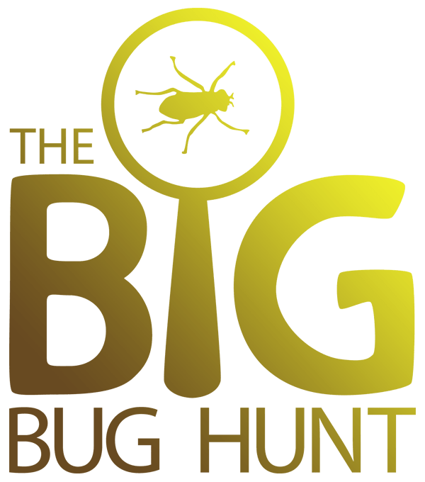 Insect Identification Bug Identification Garden Pests UK and Europe