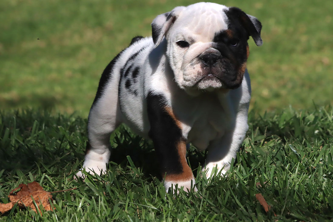 How Much Do Mini English Bulldogs Cost