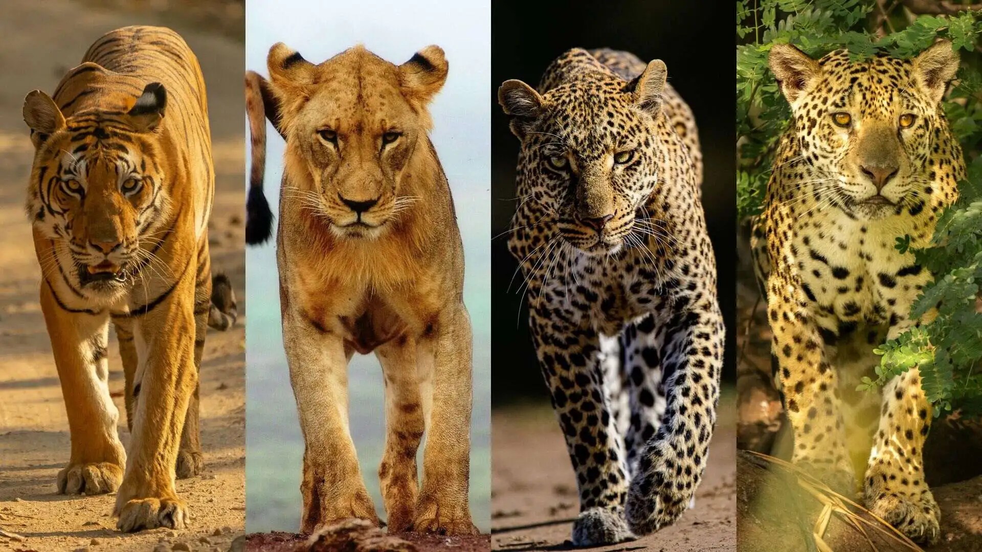 Tiger vs. Lion vs. Jaguar vs. Leopard Comparing the Big Cats