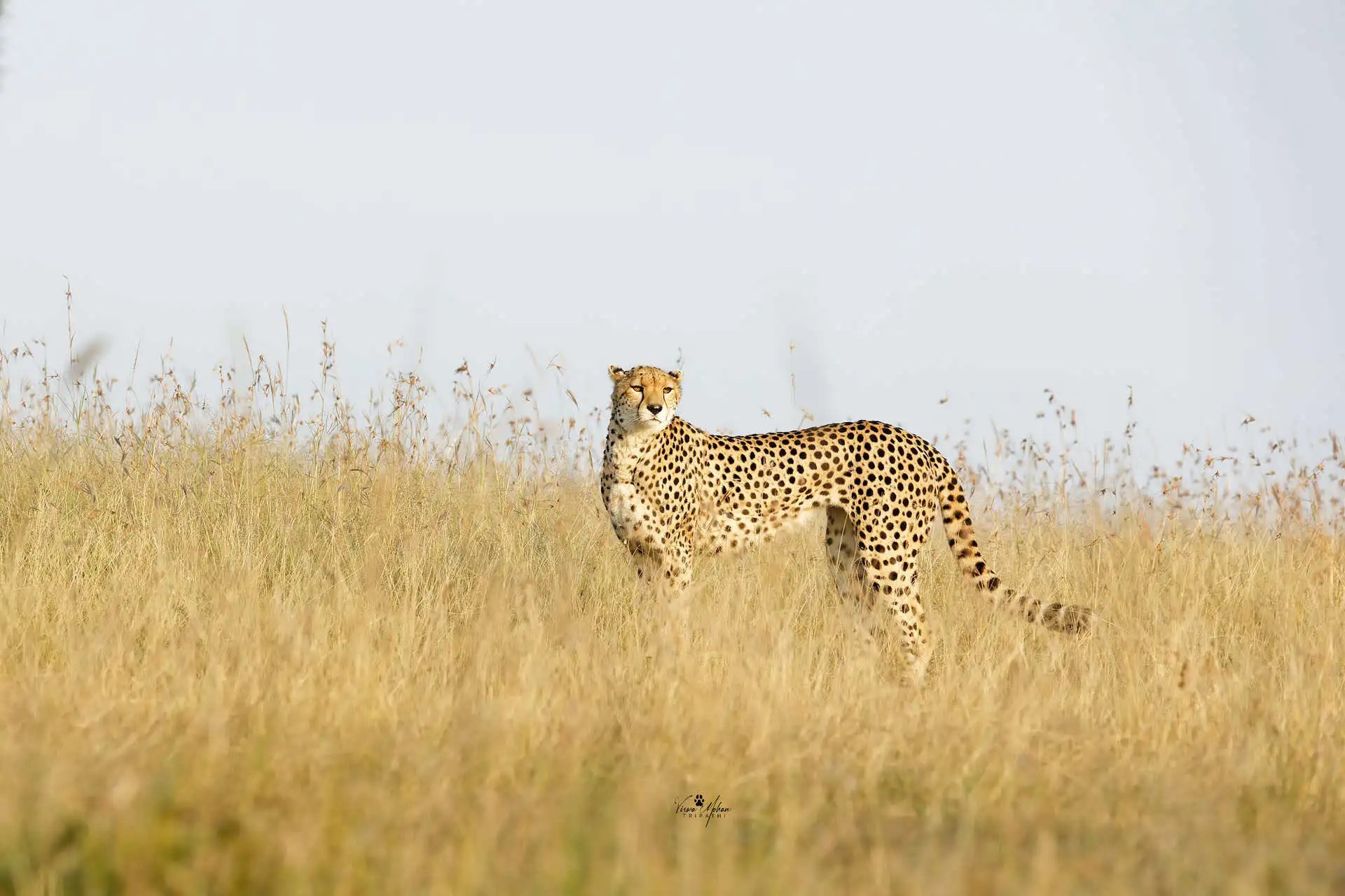 How do cheetah stand out from Lion, Tiger and other big cats