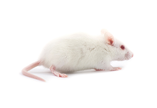 Frozen Rats For Sale – The Big Cheese Rodent Factory