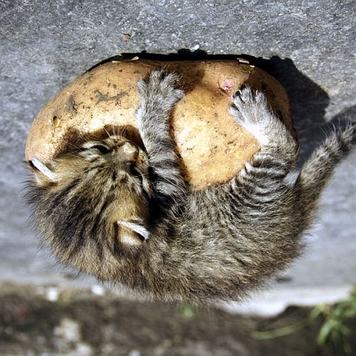 10d Reportedly drink something essential on course (3)